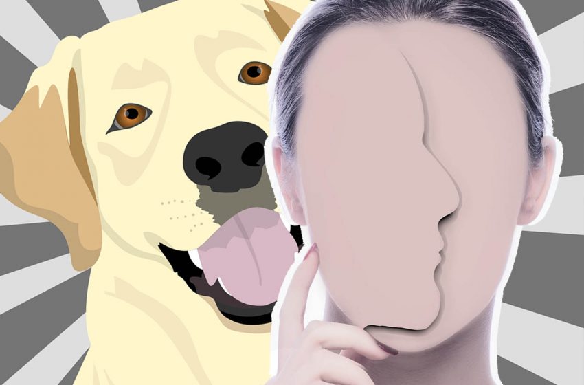  Pies widzi inaczej niż człowiek! Czy pies widzi twarz jako twarz? Naukowcy nie mają złudzeń