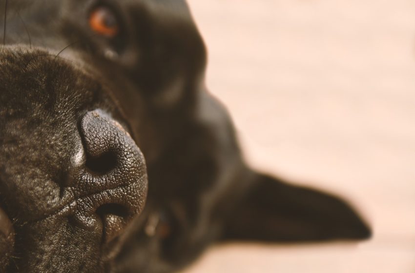  Pies ma mistrzowski węch. To 600 tysięcy zapachów… Skala możliwości zaskakuje!
