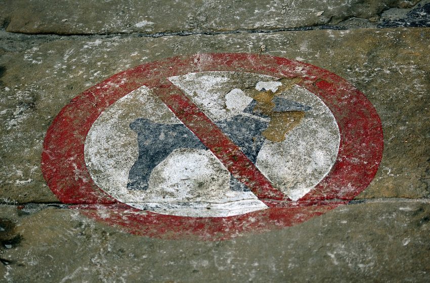  Czy wspólnota mieszkaniowa lub samorząd może zakazać spaceru z psem? PORADA PRAWNA!