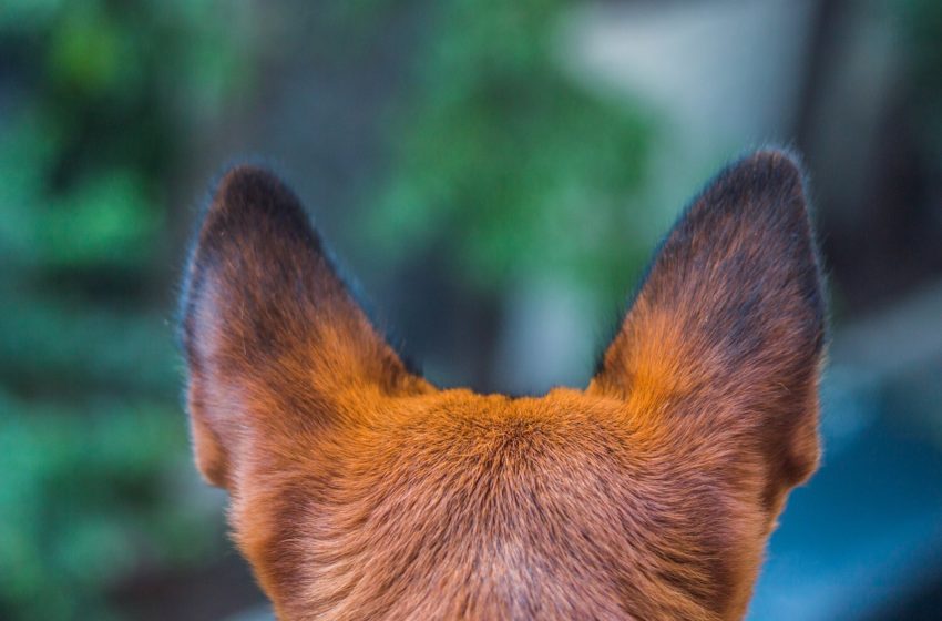  Uszy psa – barometr emocji i źródło informacji