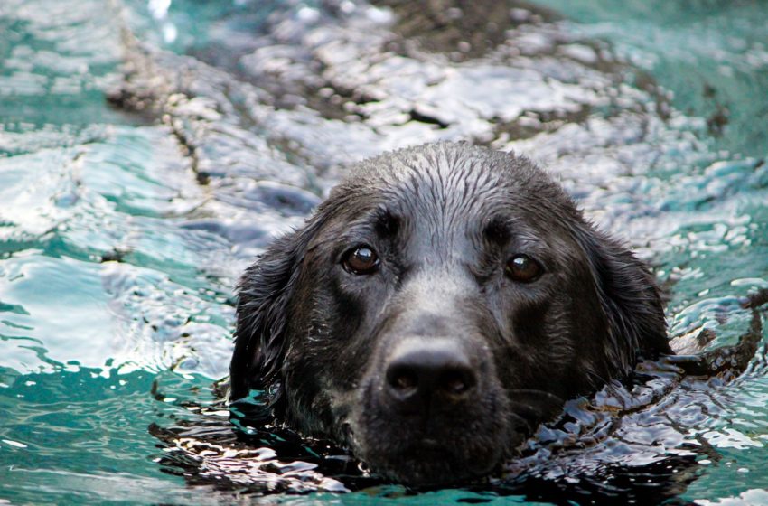  Labrador retriever – pies o płetwiastych łapach