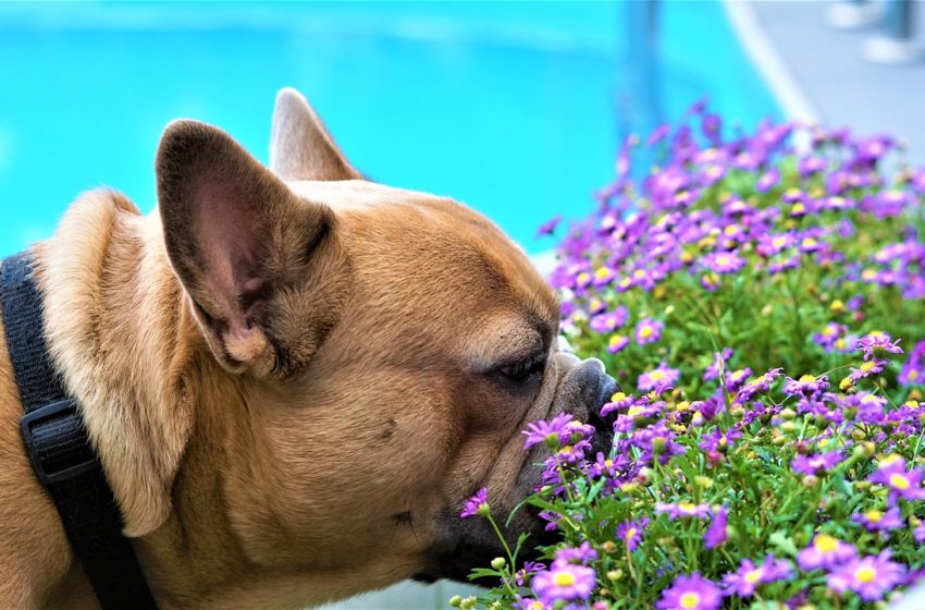  Psy próbują zapach pyskiem. Potrafią też wykryć raka…