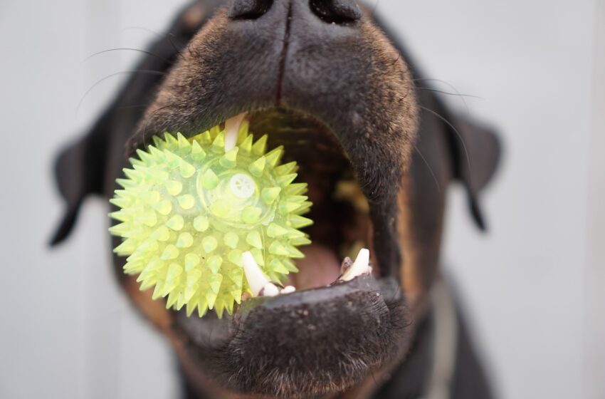  Psie ząbkowanie. Objawy wymiany zębów u psa