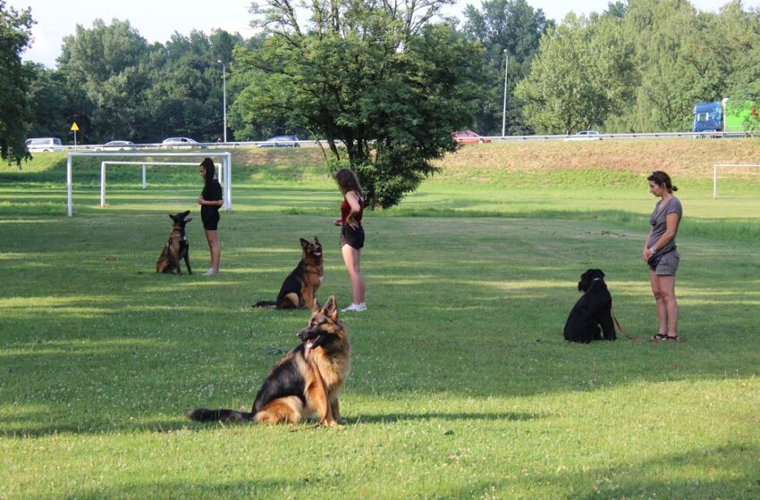 Szkolenie psów: „Właściciel musi być ciekawszy i ważniejszy od otoczenia”