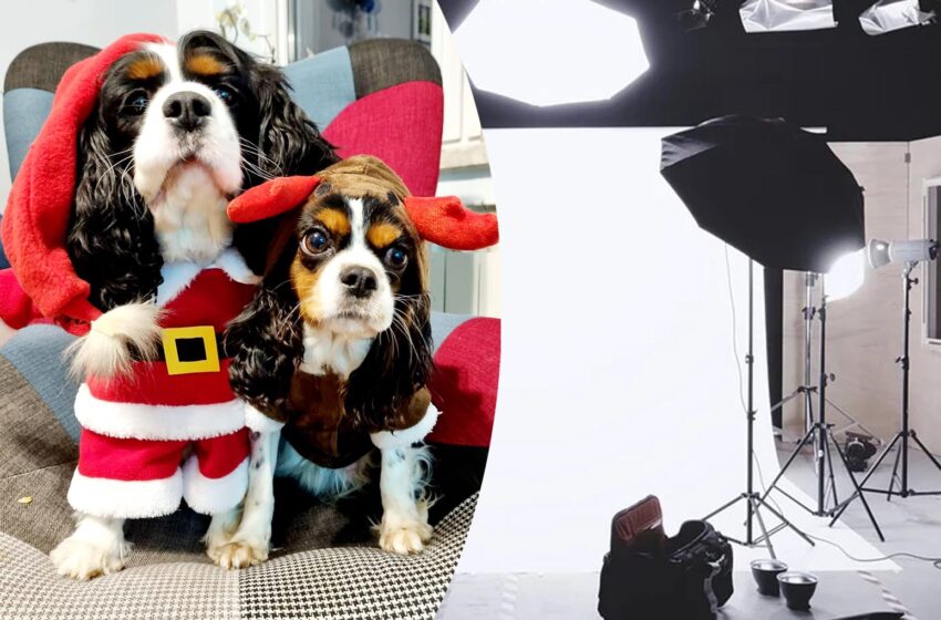  Świąteczny konkurs fotograficzny Canis e Catus rozstrzygnięty!