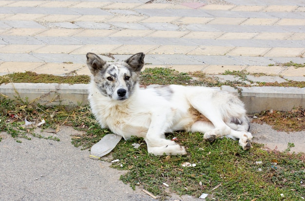  Fundacja KARUNA, Bezpieczny.pl i PPK razem przeciwko bezdomności psów!