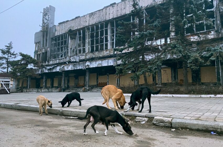  Psy z Mariupola… Miasto wygląda dzisiaj jak z filmu grozy